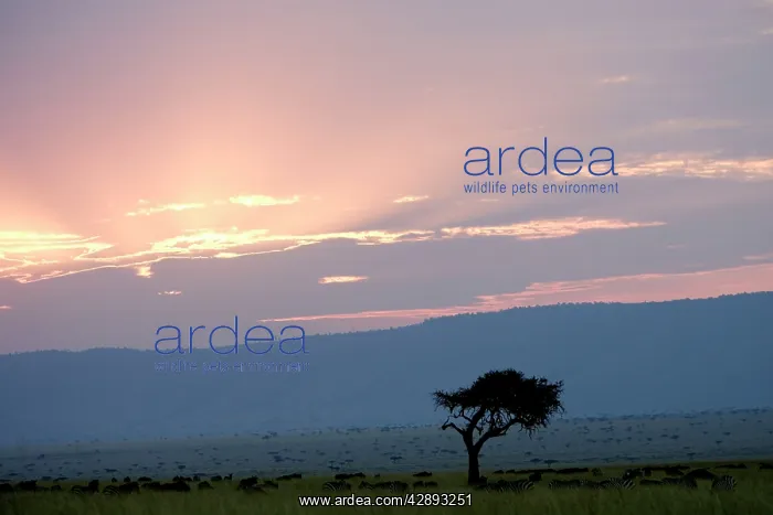  : Savannah. Maasai Mara - Kenya