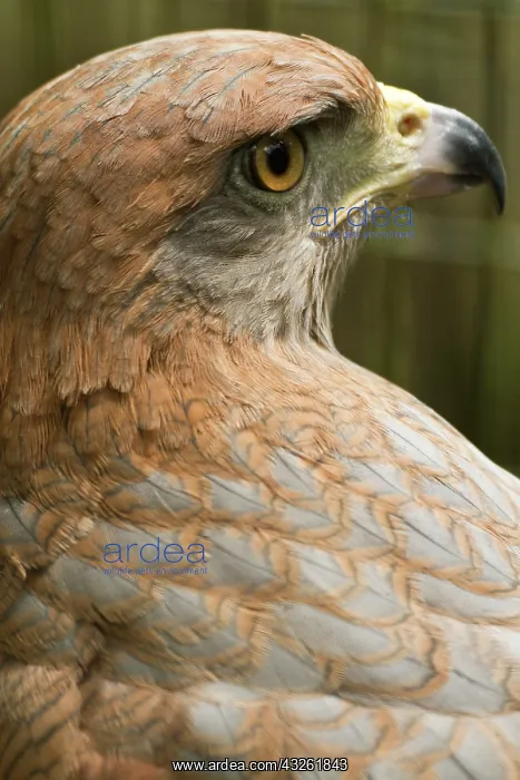 : Savannah hawk, Buteogallus meridionalis : Savannah hawk, Buteogallus meridionalis