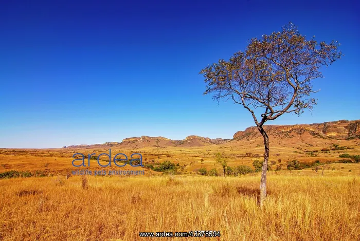 : Savannah in the Isalo National Park, Madagascar : Savannah in the Isalo National Park, Madagascar