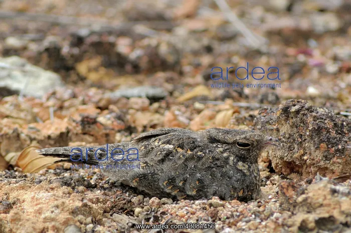 : Savannah Nightjar : Savannah Nightjar