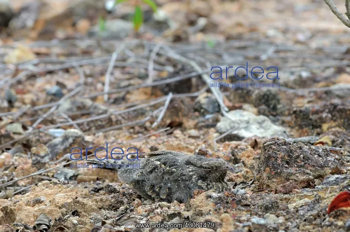 : Savannah Nightjar : Savannah Nightjar