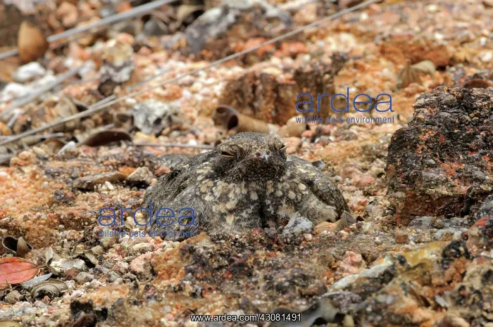 : Savannah Nightjar : Savannah Nightjar
