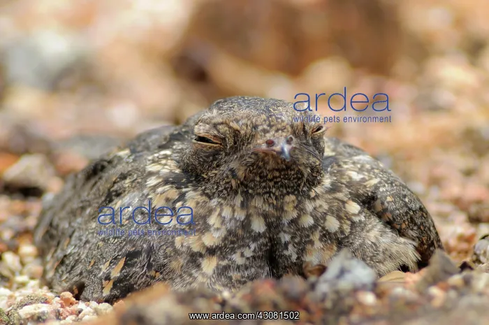 : Savannah Nightjar : Savannah Nightjar