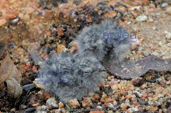 : Savannah Nightjar Chicks : Savannah Nightjar Chicks