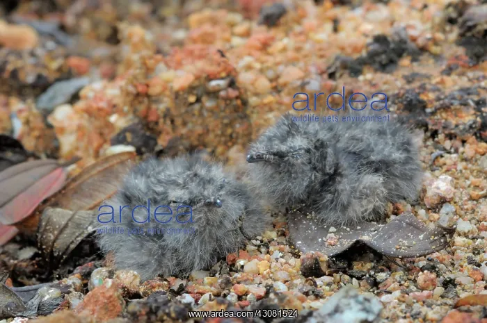 : Savannah Nightjar Chicks : Savannah Nightjar Chicks