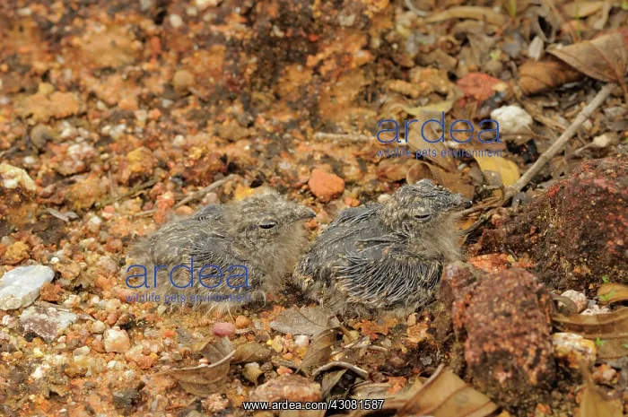 : Savannah Nightjar Chicks : Savannah Nightjar Chicks