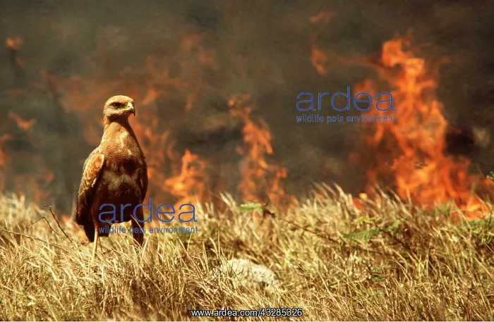 : SAVANNAH / Savanna HAWK - hunting near fire : SAVANNAH / Savanna HAWK - hunting near fire