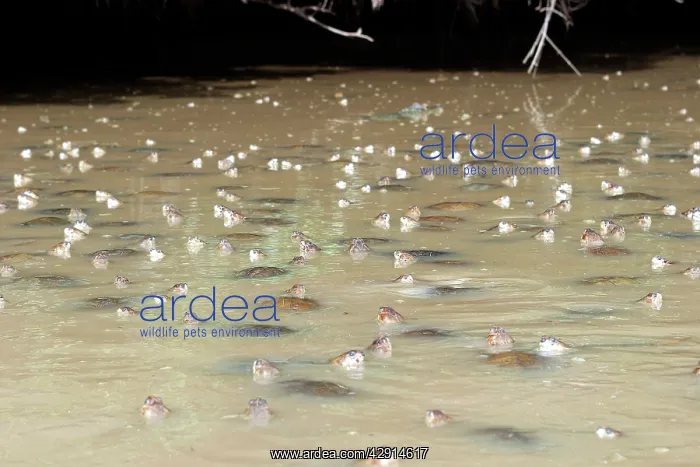 : Savannah Side-necked Turtle - mass in water : Savannah Side-necked Turtle - mass in water