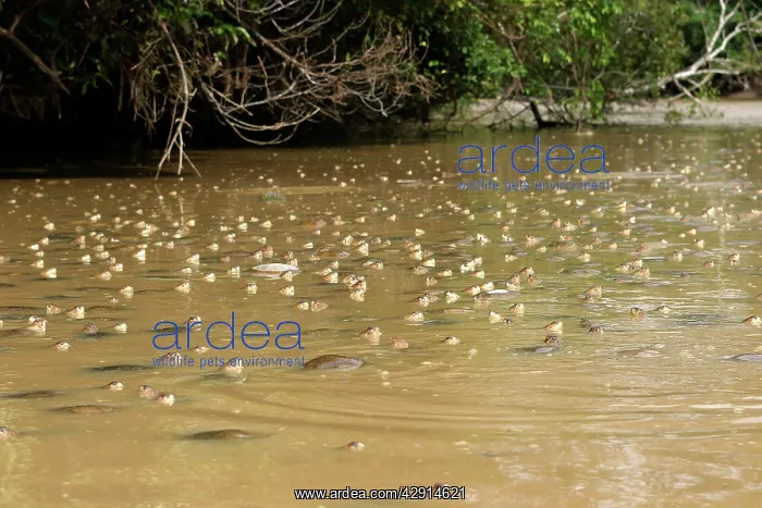 : Savannah Side-necked Turtle - mass in water : Savannah Side-necked Turtle - mass in water