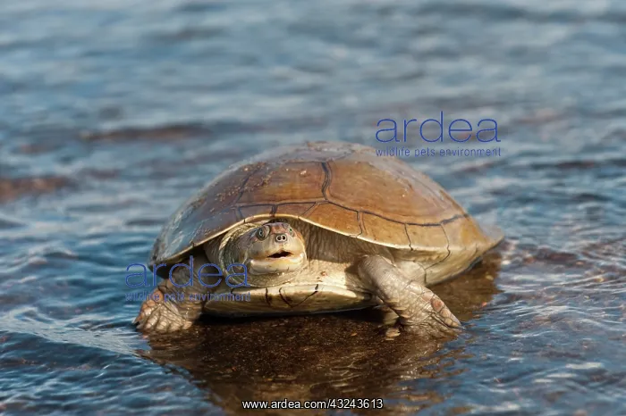 : Savannah Side-necked Turtle (Podocnemis : Savannah Side-necked Turtle (Podocnemis