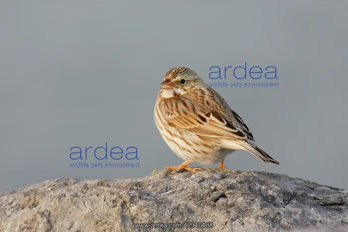 : Savannah Sparrow : Savannah Sparrow