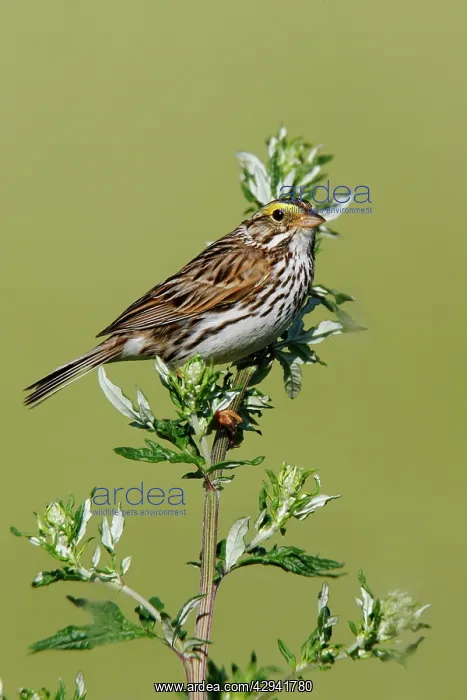 : Savannah Sparrow : Savannah Sparrow