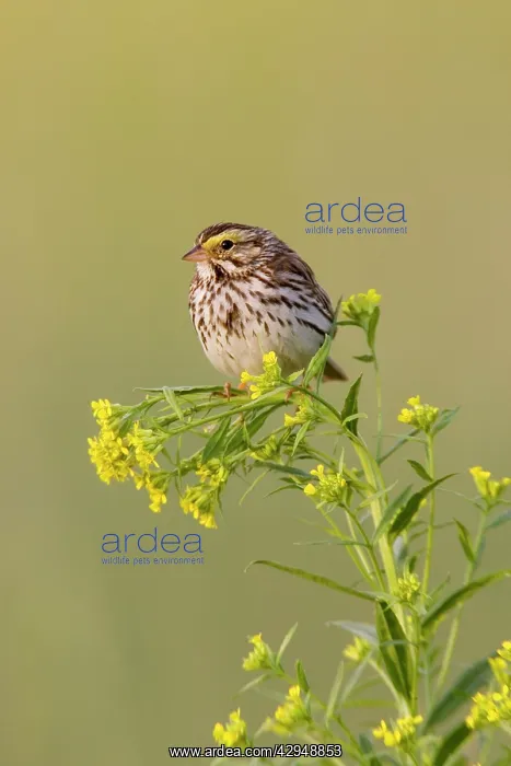 : Savannah Sparrow : Savannah Sparrow