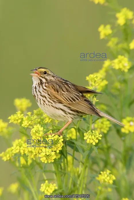 : Savannah Sparrow : Savannah Sparrow