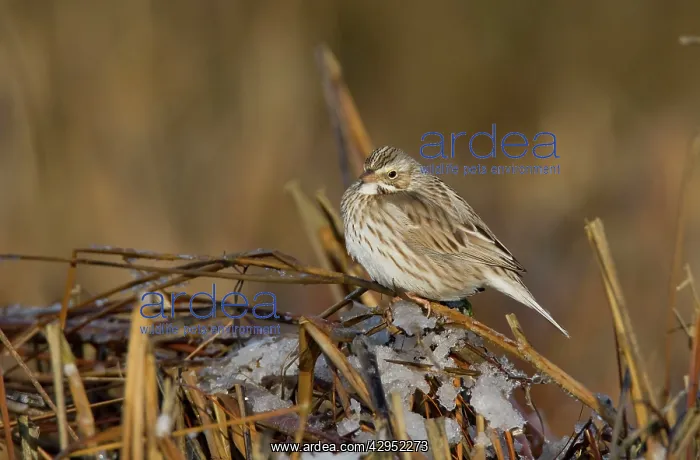 : Savannah Sparrow : Savannah Sparrow