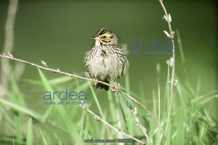: Savannah Sparrow : Savannah Sparrow