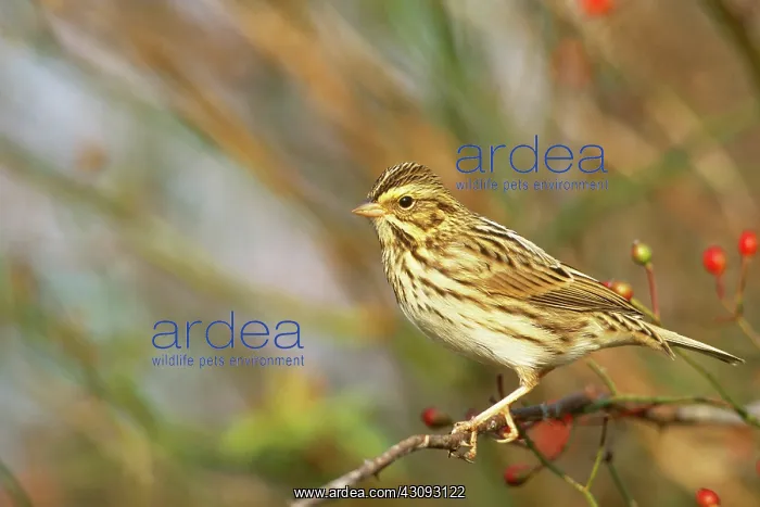: Savannah Sparrow : Savannah Sparrow