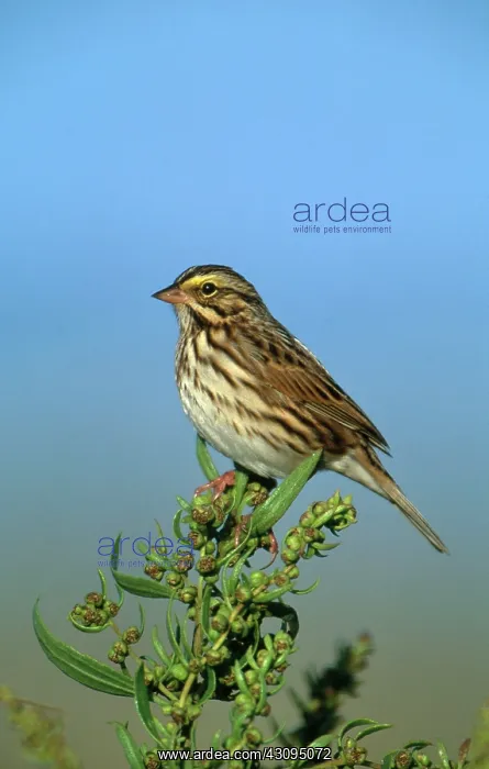 : Savannah Sparrow : Savannah Sparrow