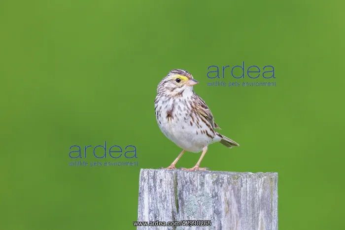 : Savannah Sparrow - on breeding territory in Spring - June : Savannah Sparrow - on breeding territory in Spring - June