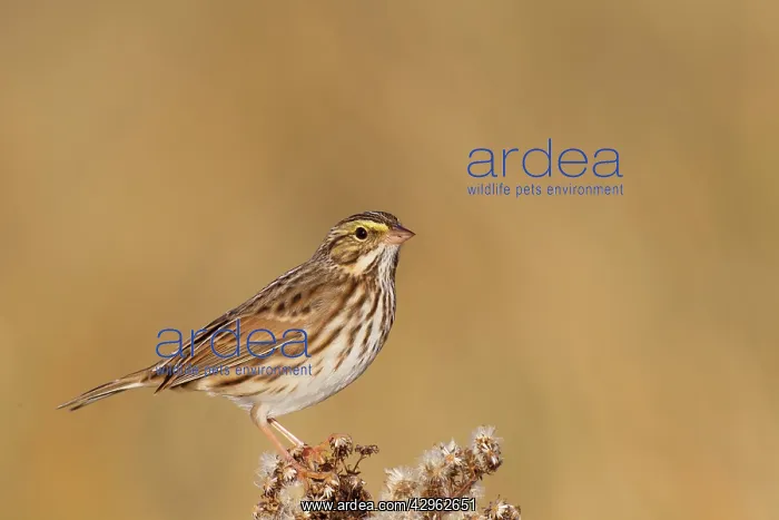: Savannah Sparrow - during fall migration : Savannah Sparrow - during fall migration