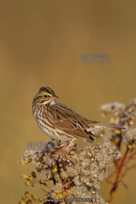 : Savannah Sparrow - during fall migration : Savannah Sparrow - during fall migration