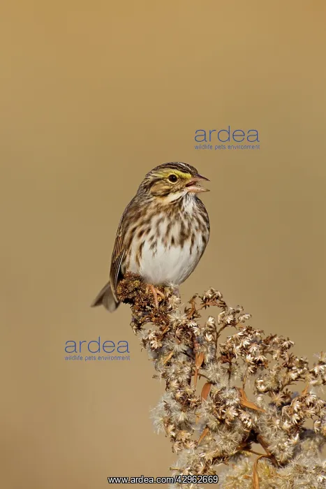 : Savannah Sparrow - during fall migration : Savannah Sparrow - during fall migration