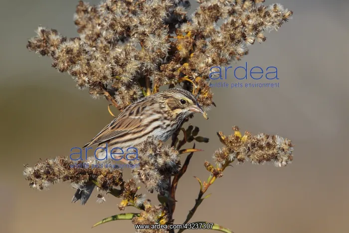 : Savannah Sparrow on Goldenrod : Savannah Sparrow on Goldenrod