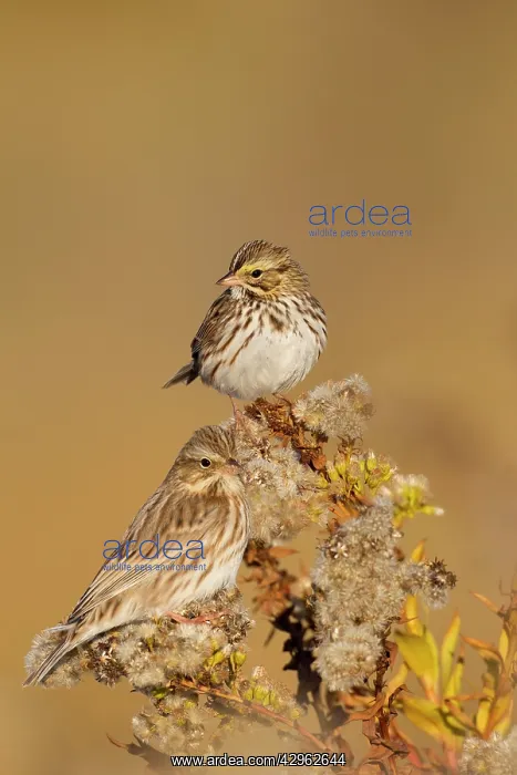 : Savannah Sparrow - Ipswich Sparrows race : Savannah Sparrow - Ipswich Sparrows race