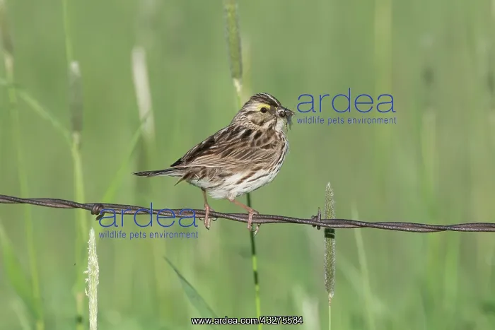 : Savannah Sparrow, Passerculus sandwichensis. Sparrow of the : Savannah Sparrow, Passerculus sandwichensis. Sparrow of the