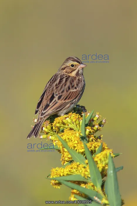 : Savannah Sparrow Passerculus sandwichensis Feeding alo : Savannah Sparrow Passerculus sandwichensis Feeding alo