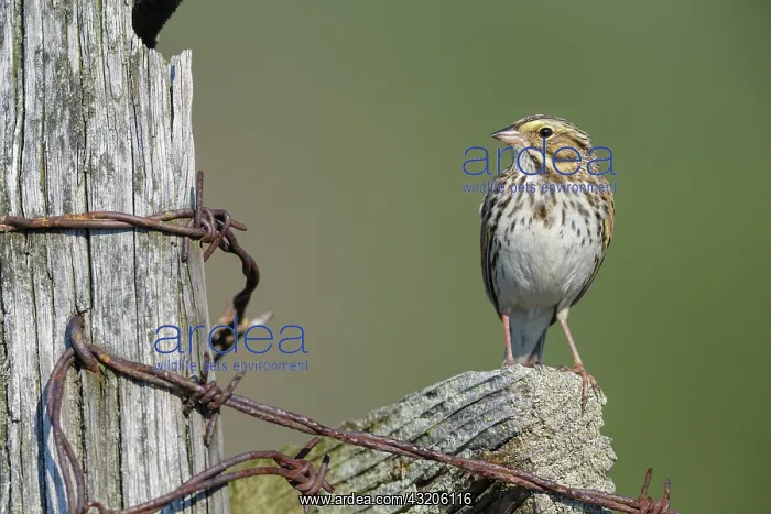 : Savannah Sparrow Passerculus sandwichensis along fencel : Savannah Sparrow Passerculus sandwichensis along fencel