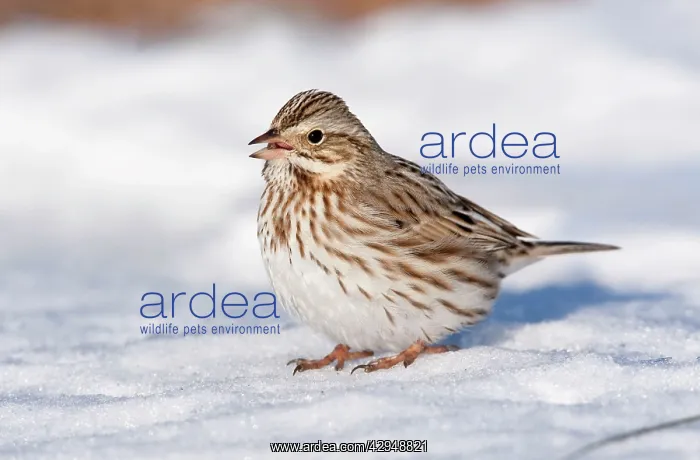 : Savannah Sparrow - in snow - Ipswich variety of : Savannah Sparrow - in snow - Ipswich variety of