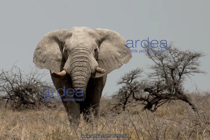 : in the savannahs of Etosha, old male elephants are sometimes : in the savannahs of Etosha, old male elephants are sometimes