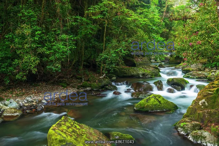 : Savegre River in San Gerardo de Dota, San Jose Province : Savegre River in San Gerardo de Dota, San Jose Province