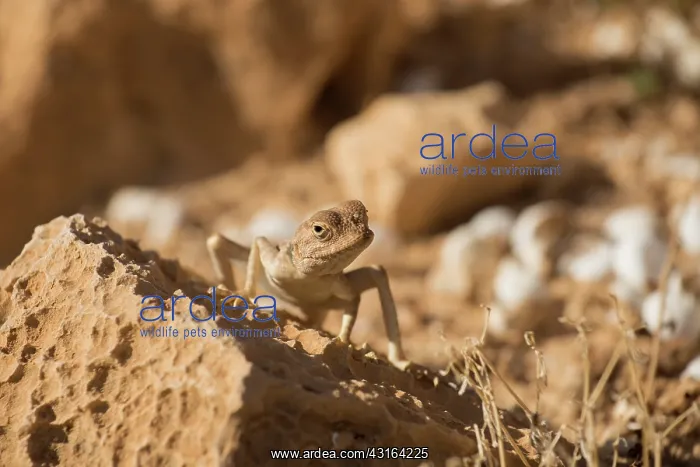 : Savigny's Agama : Savigny's Agama