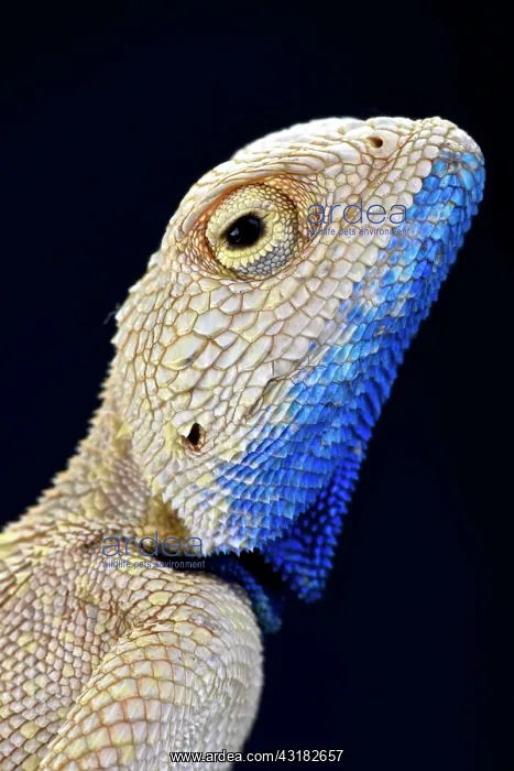 : The Savigny's agama (Trapelus savignii) is endemic : The Savigny's agama (Trapelus savignii) is endemic
