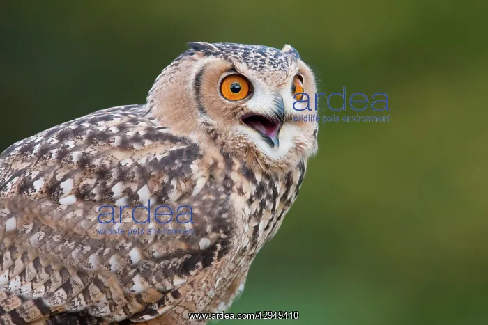 : Savigny's Eagle Owl - Single adult calling : Savigny's Eagle Owl - Single adult calling