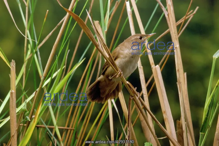 : Savi's Warbler : Savi's Warbler