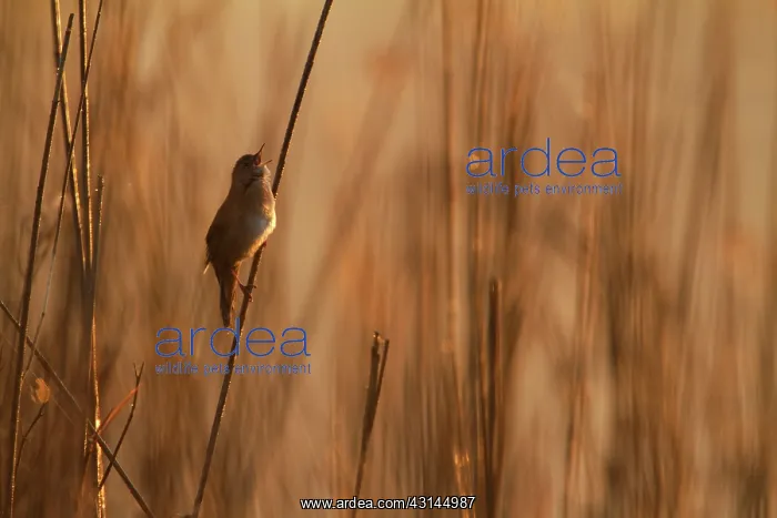: Savi's Warbler : Savi's Warbler