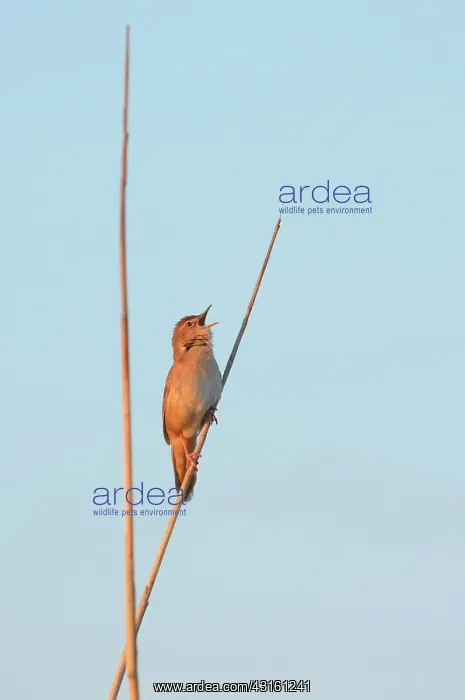 : Savi's Warbler : Savi's Warbler