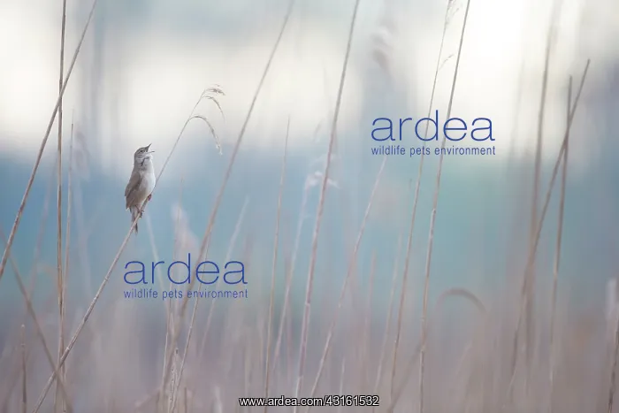 : Savi's Warbler : Savi's Warbler