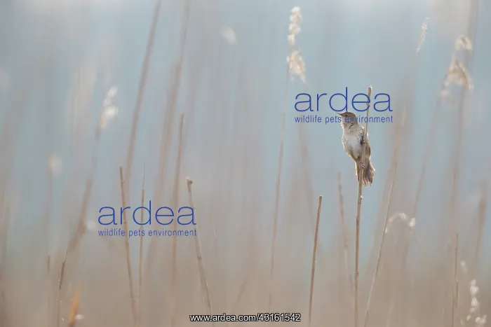 : Savi's Warbler : Savi's Warbler