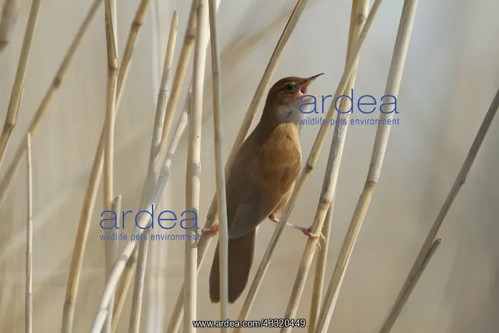  : Savi's Warbler