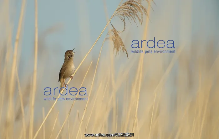 : Savi's Warbler : Savi's Warbler