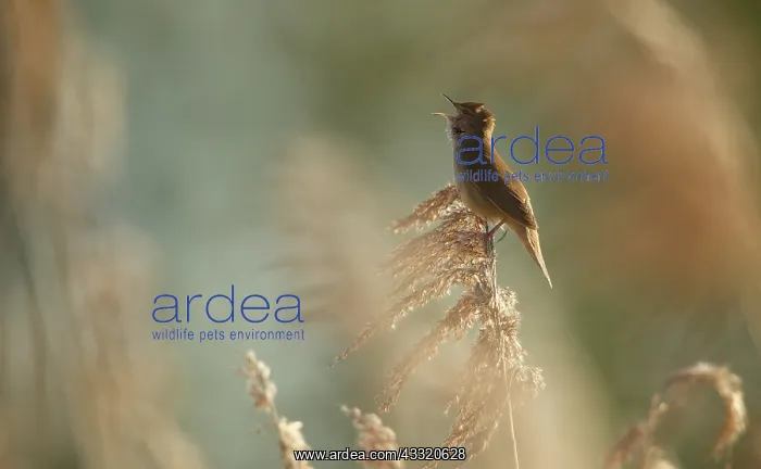 : Savi's Warbler : Savi's Warbler