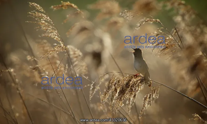 : Savi's Warbler : Savi's Warbler