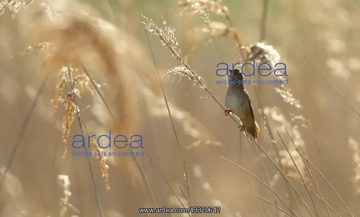: Savi's Warbler : Savi's Warbler