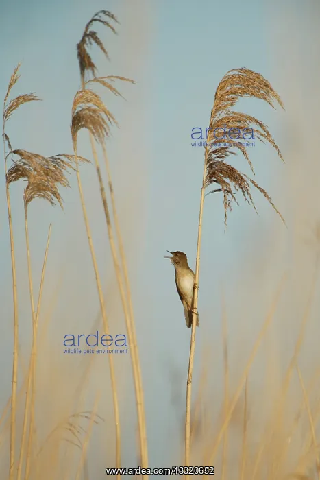 : Savi's Warbler : Savi's Warbler
