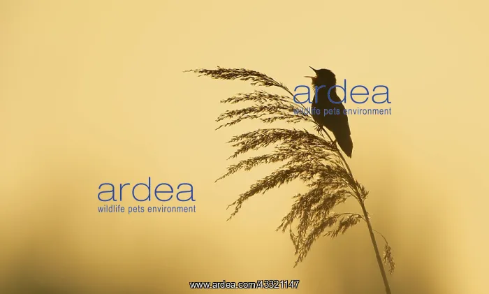 : Savi's Warbler : Savi's Warbler