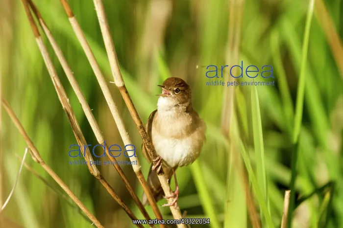 : Savi's Warbler : Savi's Warbler